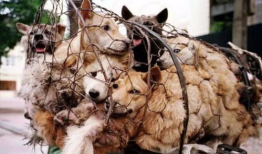 吃瓜.top 爆料三只羊,吃瓜.top独家爆料